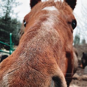 Meet your Posher, Saige